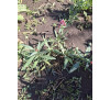 Кентрантус рожевий (Сentranthus)